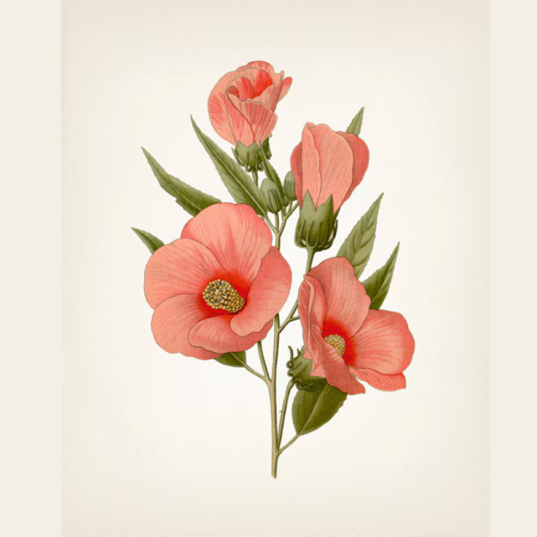 Botanical Illustration Art Print