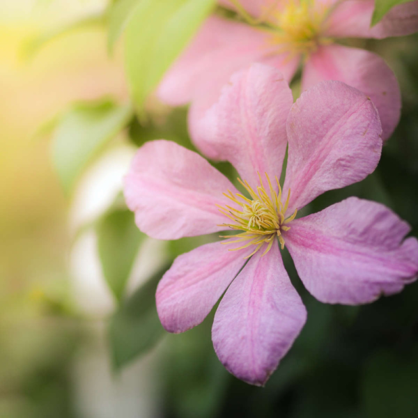 Macro Photography of Flowers